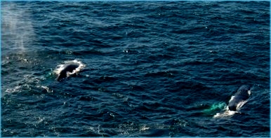 humpbacks-newfoundland.JPG